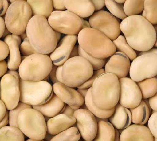 Fava Beans